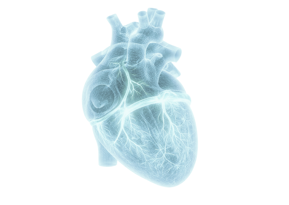 Regulate Heart Function